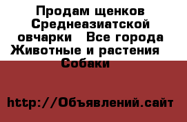 Продам щенков Среднеазиатской овчарки - Все города Животные и растения » Собаки   